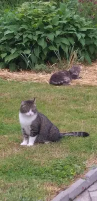 two cats sitting in the grass in a yard at Apartma Metka Leše Tržič in Leše