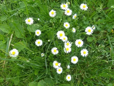 a group of white flowers in the grass at Apartma Metka Leše Tržič in Leše