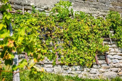 a stone wall with plants growing on it at Hotel Bellevue in Kranj