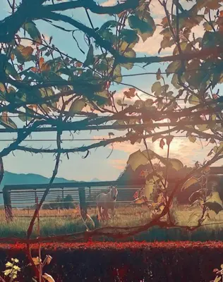 a painting of two sheep in a field with a bench at APARTMENTS 1A RIBNO - BLED in Bled