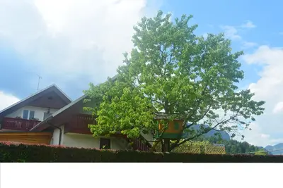 a house with two trees in front of it at APARTMENTS 1A RIBNO - BLED in Bled