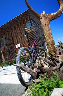 a bike is parked next to a tree at MCC Hostel in Celje