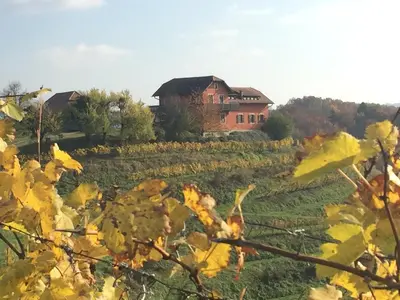 a house in the middle of a vineyard at Hisa Vina in Podlehnik