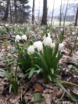 a group of white flowers on the ground at Alp Apartma in Radovljica