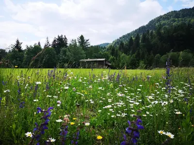 a field full of flowers in front of a mountain at Apartmaji Volf in Zgornje Gorje