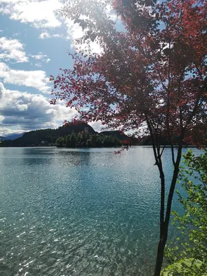 a tree in the middle of a body of water at Apartmaji Volf in Zgornje Gorje