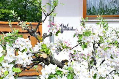 a bunch of flowers in front of a building at Apartma Marjetica II. in Blejska Dobrava