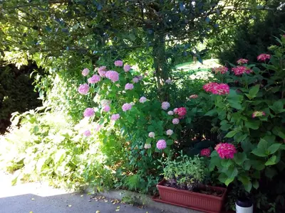 a garden with pink flowers and green plants at Vila Bbq in Ljubljana