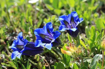 a group of blue flowers in the grass at Apartments & Hostel Bohinj in Bohinj