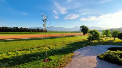 a tree in the middle of a field at Bed & Breakfast Na Poljani in Kranj