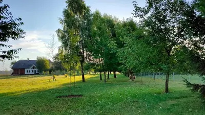 a group of trees in a field with a house at Bed & Breakfast Na Poljani in Kranj