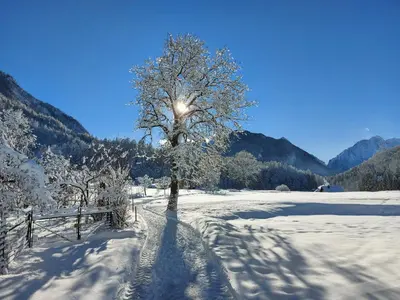 a tree in a snow covered field with a fence at Apartma Stenar in Mojstrana