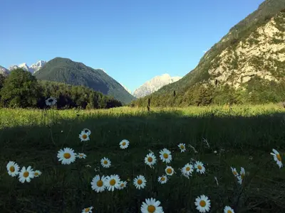 a field of daisies in a field with mountains at Apartma Stenar in Mojstrana