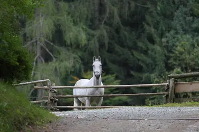 a white horse standing behind a fence on a road at Two Angels in Bled