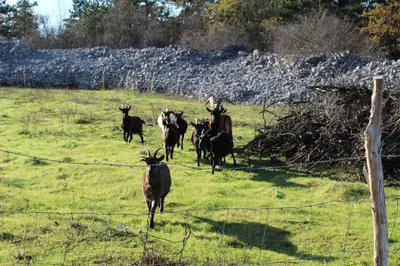 a group of animals running in a field at Krasen Kras Apartment in Komen