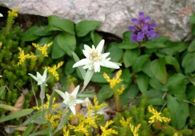 a group of white flowers in a garden at Apartment Pod Skalco in Jesenice