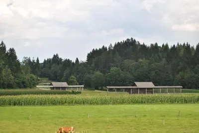 a cow grazing in a field next to two buildings at Farm Holidays Povsin in Bled