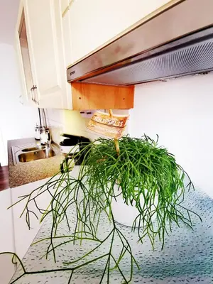 a potted plant sitting on top of a kitchen counter at Apartma MB-Center in Maribor