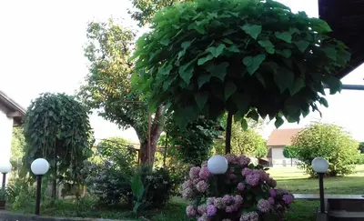 a garden with purple flowers and a tree at Apartma Kolpa in Gradac