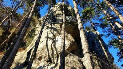 a tall tree in the middle of the forest at Theodosius Forest Village - Glamping in Vipava valley in Vipava