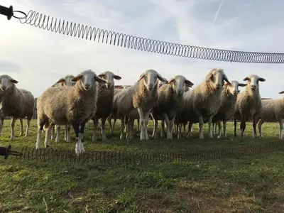 a herd of sheep standing in a field at Tourist farm Artisek in Štore