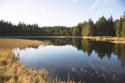 a large lake with trees in the background at Lake Peak Apartments, Ribniško Pohorje in Ribnica na Pohorju