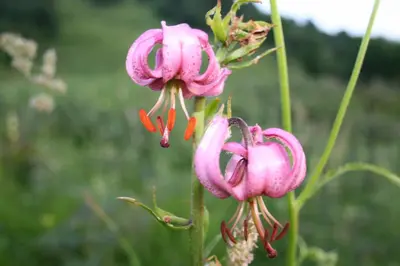 a group of pink flowers in a field at Nebesa Chalets in Kobarid