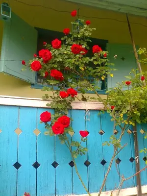 a pot of red roses on a blue fence at Blue Cottage in Podvrh
