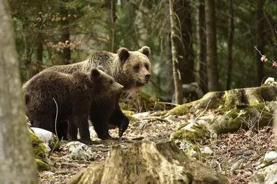 two brown bears walking in the woods at Rooms Šajina in Podgrad