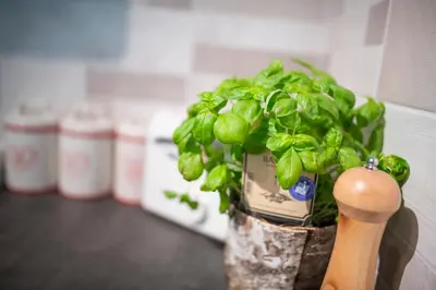 a potted plant sitting on top of a table at Hiša Urška in Log pod Mangartom