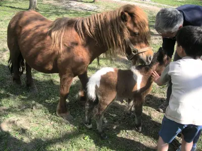 two children are looking at a horse and a baby pony at Turistična Kmetija Logar in Grahovo