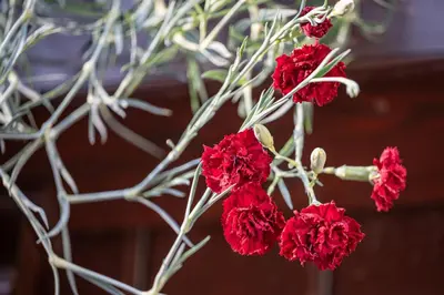 a bunch of red flowers on a branch at Apartments Artemida in Bled