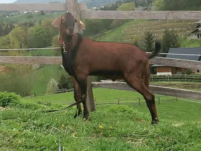 a brown cow standing next to a fence at Ranch at Geta in Razgorce