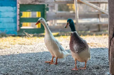 two ducks are standing on the ground at Ranch at Geta in Razgorce