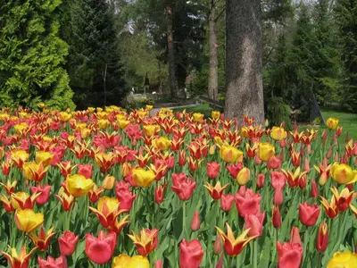 a field of colorful flowers in a park at Entire Loft close to Beautiful Logar Valley in Rečica ob Savinji