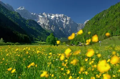 a field of yellow flowers in front of a mountain at Entire Loft close to Beautiful Logar Valley in Rečica ob Savinji