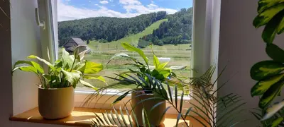 a window with potted plants sitting on a window sill at Prenočišča Miklavčič in Nova Vas
