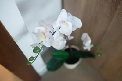 a white flower in a vase on a wall at Apartment Zoya in Kranjska Gora