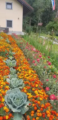 a garden of flowers with cabbage in the middle at Holiday House Vodice na Lazu in Zoll