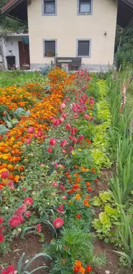 a garden of flowers in front of a building at Holiday House Vodice na Lazu in Zoll