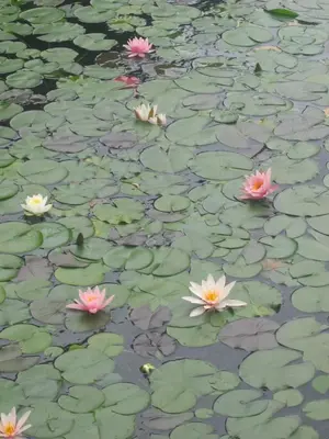 a group of pink and white lilies in a pond at Pletna Lake View Apartment (Ground Floor) in Bled