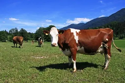 a brown and white cow standing in a field at Farmhouse Soklic in Bohinj