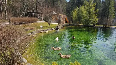 a group of ducks swimming in a pond at Lepa Lopa resort in Stahovica