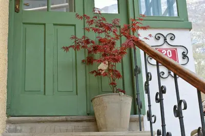 a plant in a pot in front of a door at Apartma 10th Mountain, Bovec in Bovec