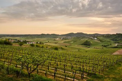 a view of a vineyard in the hills at Gredič Heritage Residences in Dobrovo