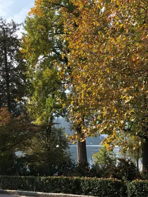 a group of trees with autumn leaves on them at Studio Kolman in Bled