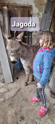 a little girl is standing next to a donkey at Relax Guest House Marjanca in Rogaška Slatina
