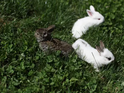 three rabbits are sitting in the grass at Relax Guest House Marjanca in Rogaška Slatina