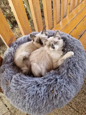 three cats laying in a dog bed on a chair at Relax Guest House Marjanca in Rogaška Slatina