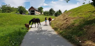 two women walking down a path with horses and a dog at Apartma pri Boštjanu in Škofja Loka